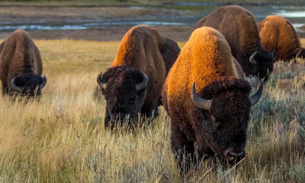 American Buffalo Role In Kansas' Ecosystem
