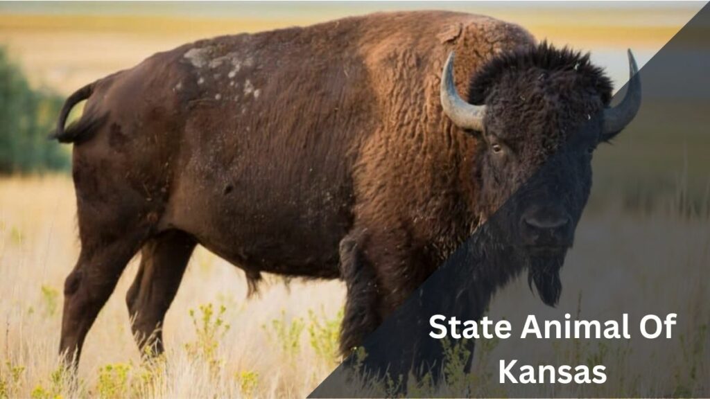 State Animal Of Kansas